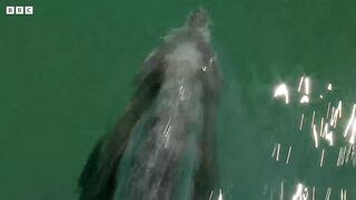 Mother Dolphin Talking to Unborn Child _ Puck s Story Part 2 _ Dolphins of Shark Bay