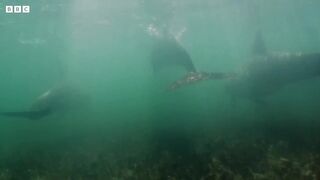 Heavily Pregnant Dolphin Can t Hunt _ Puck s Story Part 1 _ Dolphins of Shark Bay