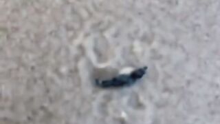 A seahorse with infinte hope!