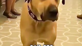 Here’s a dog that never pays for the underground……