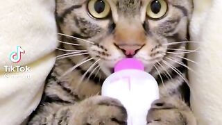 Very funny cats
