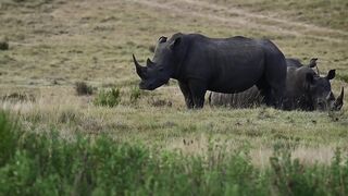 Rhinos in Field