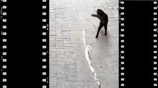CAT PLAY