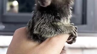 This cute marmoset is called Molly