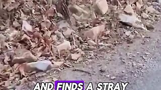 Man rescues a cute and intelligent wild boar