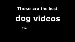 Best Dog Videos of the Decade