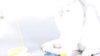 Funny Tumbler Toy Kitten Exercise Catching
