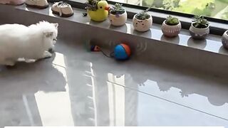 Cat Toys Mouse Teaser Ball Funny