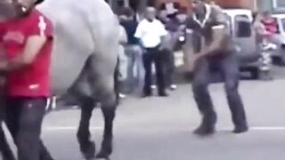 watch out for the horse