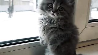 Fluffy Fenya discovers the world ♥️♥️♥️