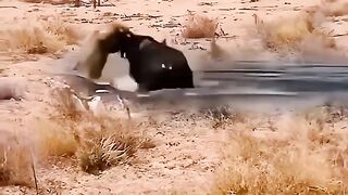 Bisson vs lioness