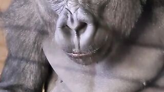 Gorila