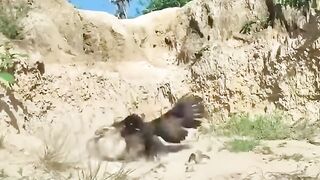 Coq contre aigle
