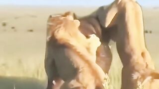 Lions contre bisson