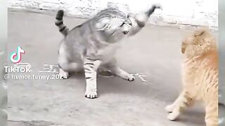 ????????♥️Funny cats