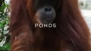 Orang utan