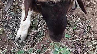 sheep eating grass