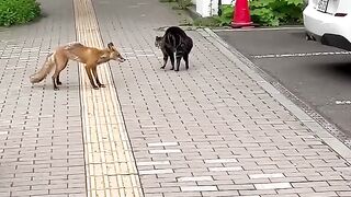 Renard vs chat et corbeau