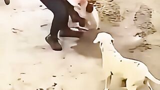 Combat des chiens