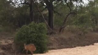 Un léopard tue un cerf aveugle qui tournait en rond.
