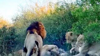 Lion lioness panthère