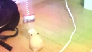 a mouse playing