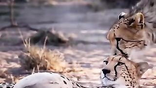 Yes, even cheetahs suffer at birth But in the end something beautiful