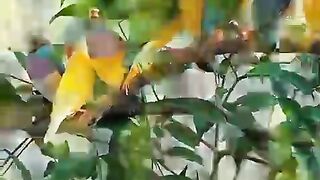 Birds
