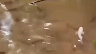 How to catch fish??