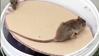 chase away mice