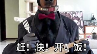 fun dog