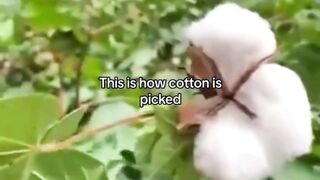 the cotton