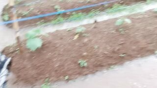 PETANI ITU HARUS SABAR MENUNGGU PROSES,BERANGKAT PAGI PULANG MALAM