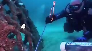 Tahukah kalian??? Beginilah cara memburu ikan paling berbahaya di dunia