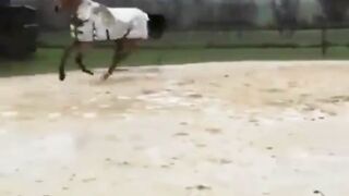 a cow andhorse