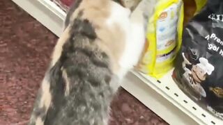 a cat is hungry