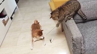 cat and dog