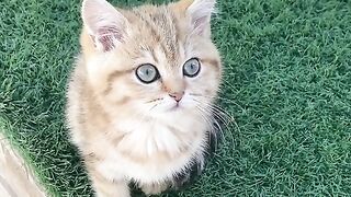 Beautiful cat