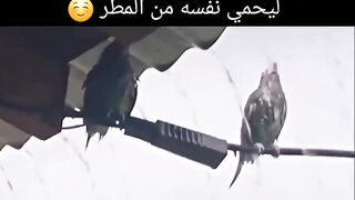 Nice video