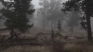 The atmosphere of calm and nature