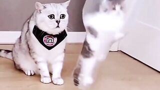 Kucing lucu banget