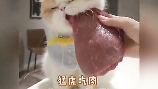 Cat who loves to dance becomes a Star cat cute