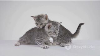 Beautiful Cats  Video 2025