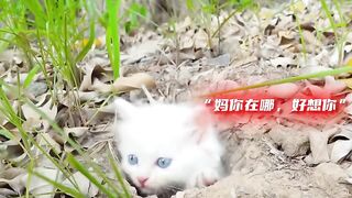 ????Cats At The Beach ????️ - Funny Cats Doing Human Things