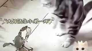 ????Cats At The Beach ????️ - Funny Cats Doing Human Things