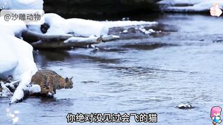 ????Cats At The Beach ????️ - Funny Cats Doing Human Things