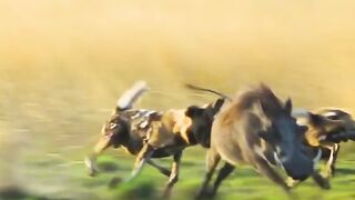 Wild animals