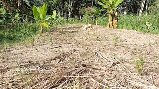 Green Snake & Cat on Village Road