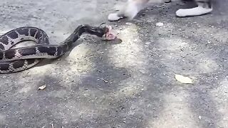 Cat vs snack