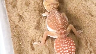 animal dance hh